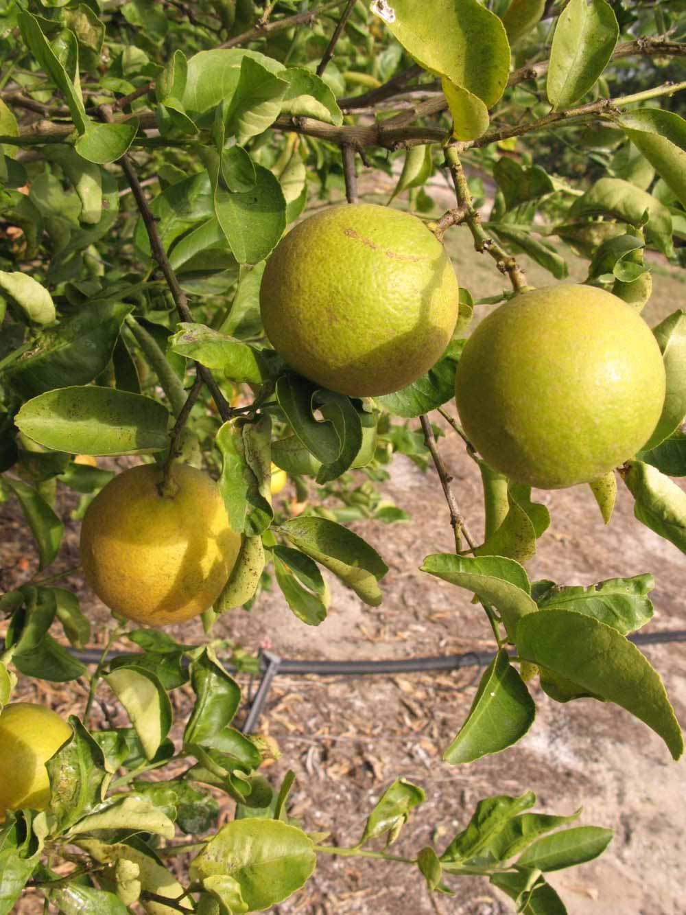            Fruit (Winter Haven, FL)   